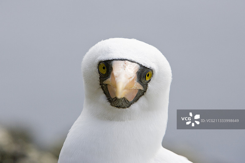 哥伦比亚马尔佩洛岛格兰特鲣鸟的画像图片素材