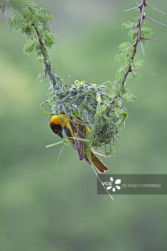 织布鸟在肯尼亚相思树枝上筑巢图片素材