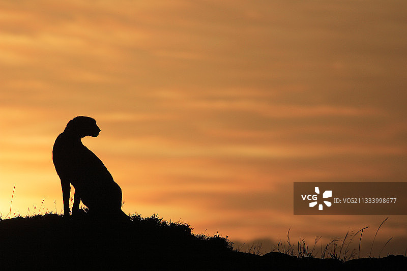肯尼亚马赛马拉保护区黎明时的猎豹图片素材