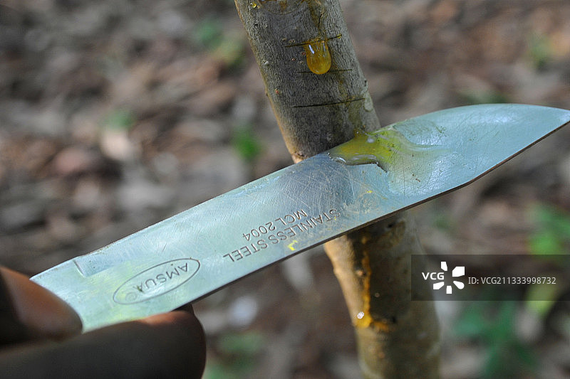 刀和树液（坦桑尼亚桑给巴尔）图片素材