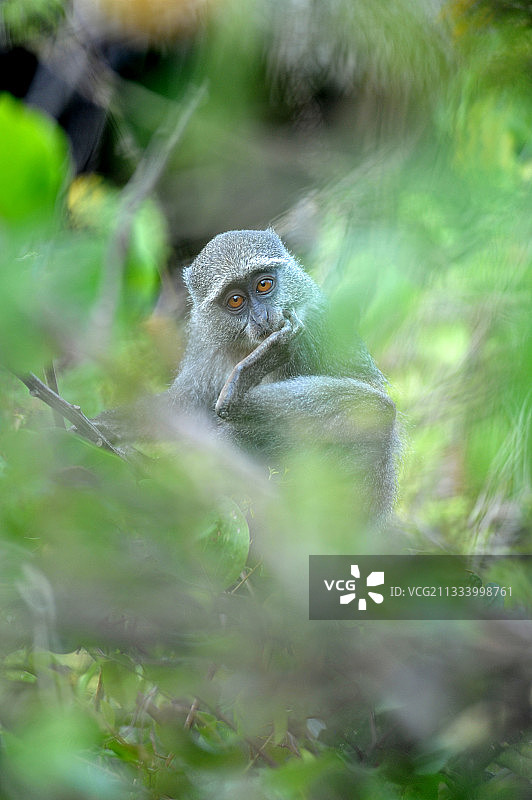 爪尼森林中抓痒的冕猴图片素材