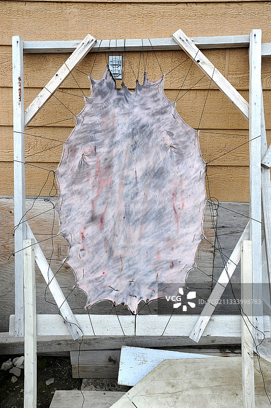 加拿大北极地区雷索卢特湾，正在晾干的海豹皮图片素材