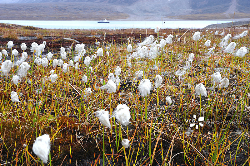 加拿大北极群岛巴芬岛上的棉草图片素材