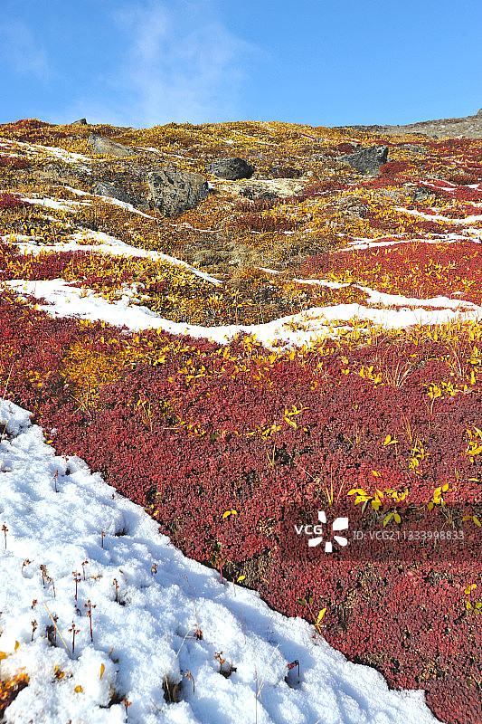 加拿大巴芬岛的北极柳树和蓝莓秋色图片素材