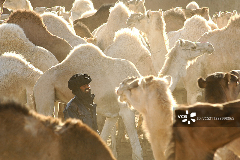 撒哈拉阿尔及利亚塔曼拉塞特骆驼市场图片素材