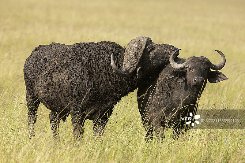 肯尼亚马赛马拉国家保护区内的非洲水牛图片素材