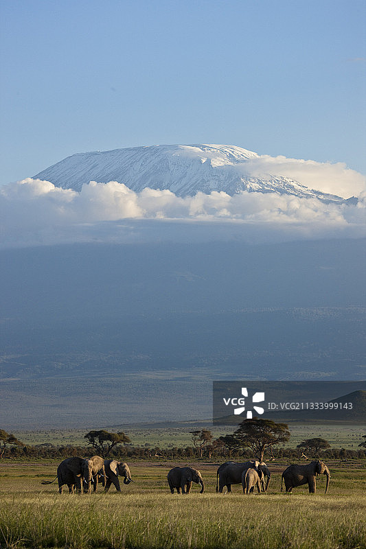 乞力马扎罗山安博塞利国家公园的大象脚图片素材