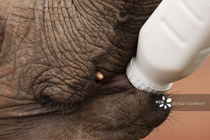 在内罗毕肯尼亚PN中用奶瓶喂养的大象图片素材