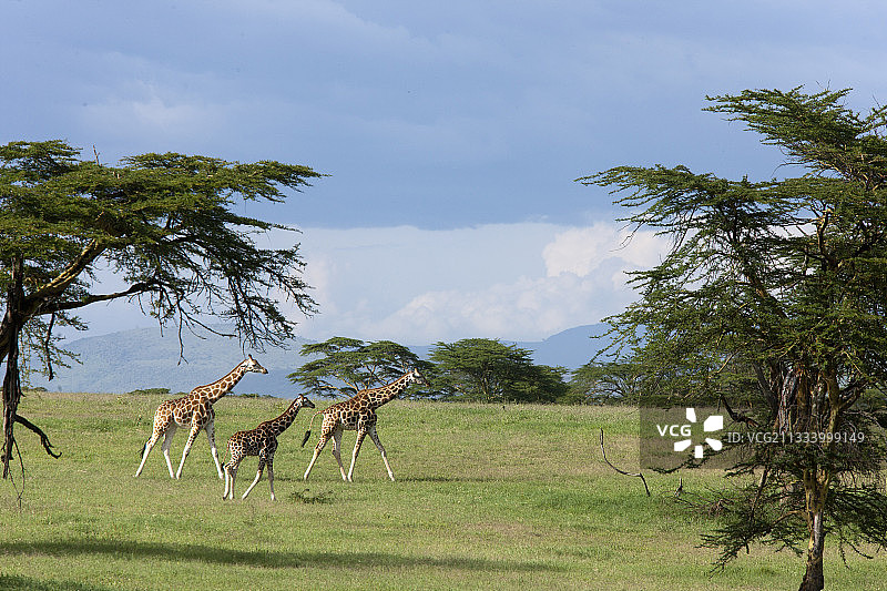 肯尼亚纳库鲁国家公园里的罗斯柴尔德长颈鹿图片素材