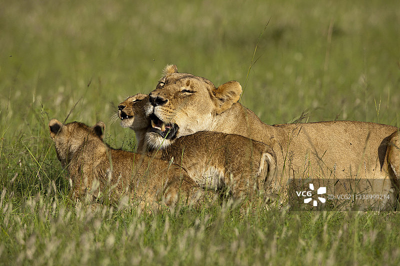 肯尼亚马赛马拉的母狮和幼崽图片素材