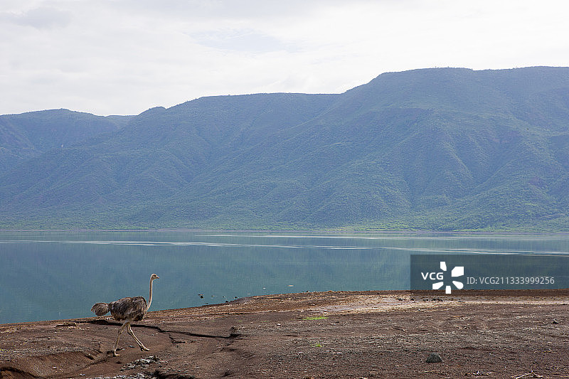 肯尼亚博戈里亚湖岸边的鸵鸟图片素材