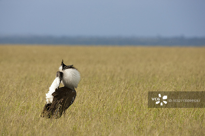 肯尼亚马赛马拉国家保护区的科里鸨图片素材