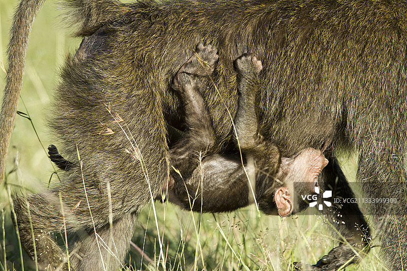 携带幼崽的非洲橄榄狒狒，肯尼亚图片素材