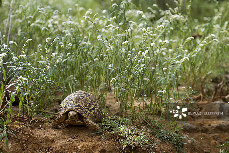 豹纹陆龟，位于肯尼亚博戈里亚湖国家保护区图片素材