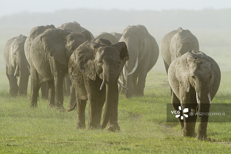 肯尼亚安博塞利国家公园稀树草原上的一群大象图片素材