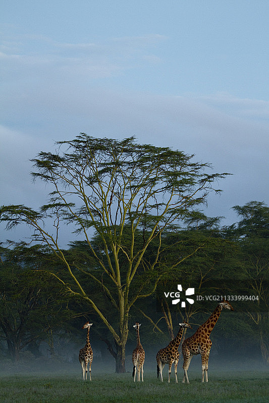 清晨肯尼亚纳库鲁国家公园雾中的罗斯柴尔德长颈鹿图片素材