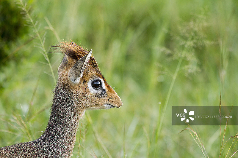 肯尼亚马赛马拉国家保护区柯氏小羚羊肖像图片素材