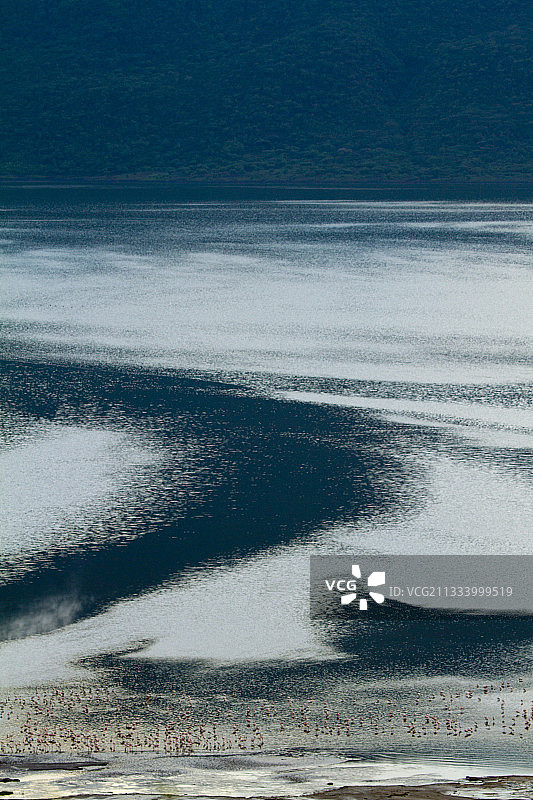 肯尼亚博戈里亚湖的小红鹳鸟瞰图图片素材