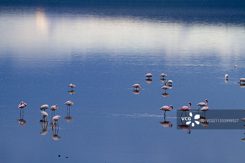 肯尼亚博戈里亚湖的小红鹳图片素材