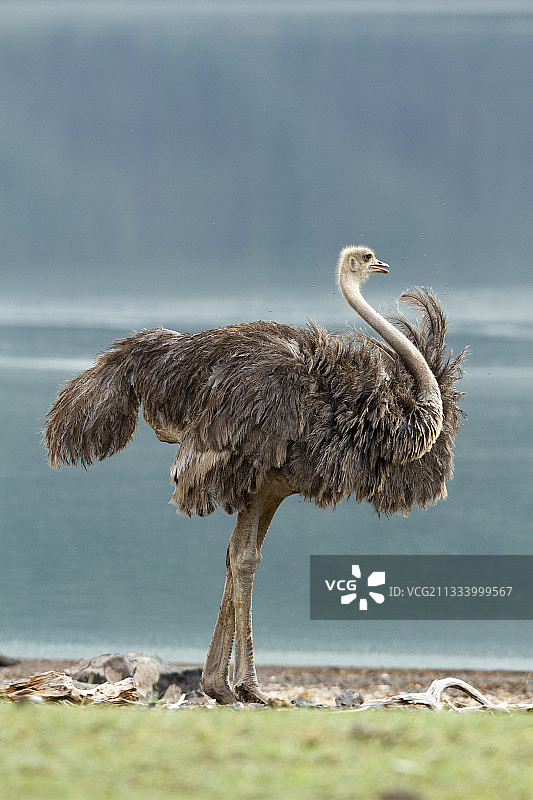 肯尼亚博戈里亚湖的非洲雌性鸵鸟图片素材