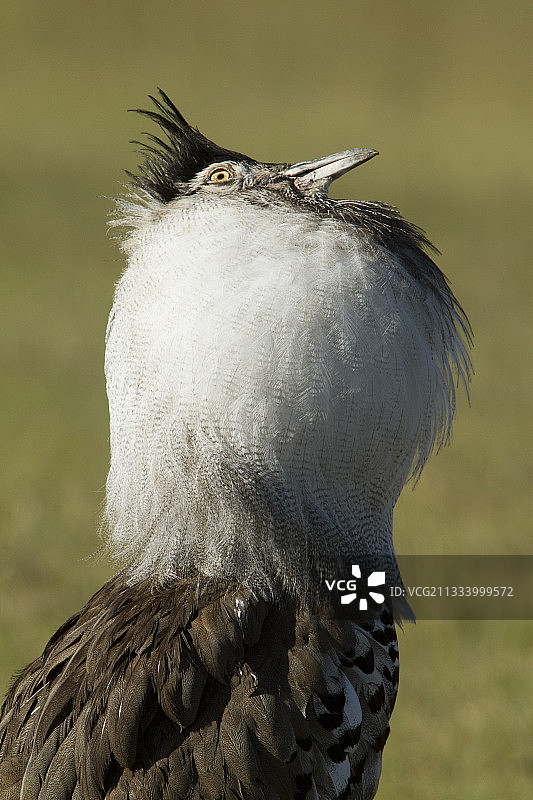 肯尼亚马赛马拉国家保护区内的柯利鸨求偶图片素材