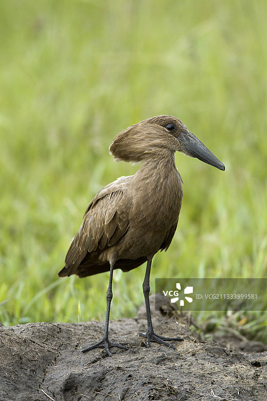 马赛马拉国家保护区内的锤头鹳图片素材