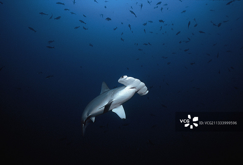 哥斯达黎加科科斯岛山脉扇形锤头鲨图片素材