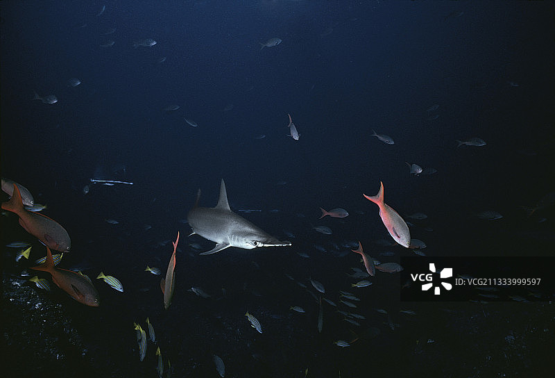 双髻鲨靠近清洁站，哥斯达黎加图片素材