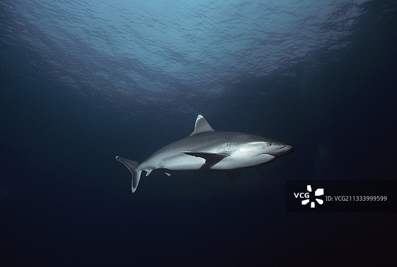 银鳍鲨靠近科科斯岛清洁站图片素材