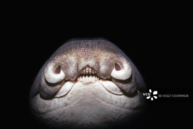 澳大利亚东部杰克逊港鲨鱼面部特写图片素材