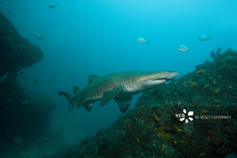 南非印度洋礁石中的沙虎鲨图片素材