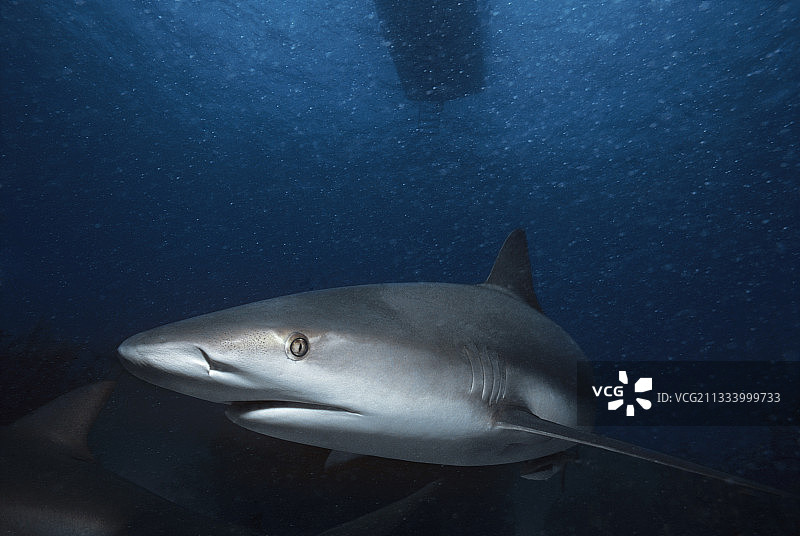 加勒比海礁鲨，巴哈马群岛海域图片素材