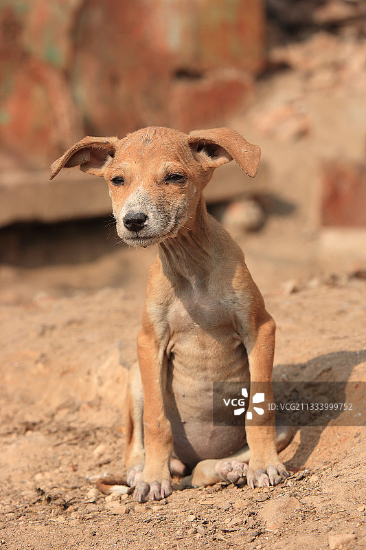 坐在印度瓦拉纳西地面上的小狗图片素材