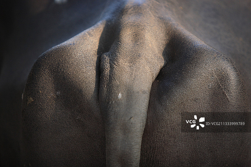 印度牛尾图片素材