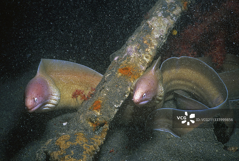 以色列埃拉特北滩的一对灰色海鳝图片素材