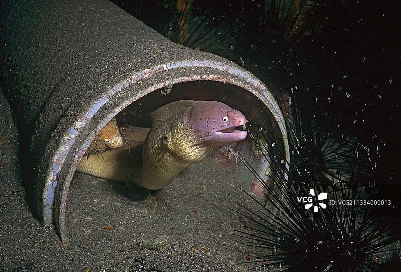 红海埃拉特胡椒海鳝图片素材