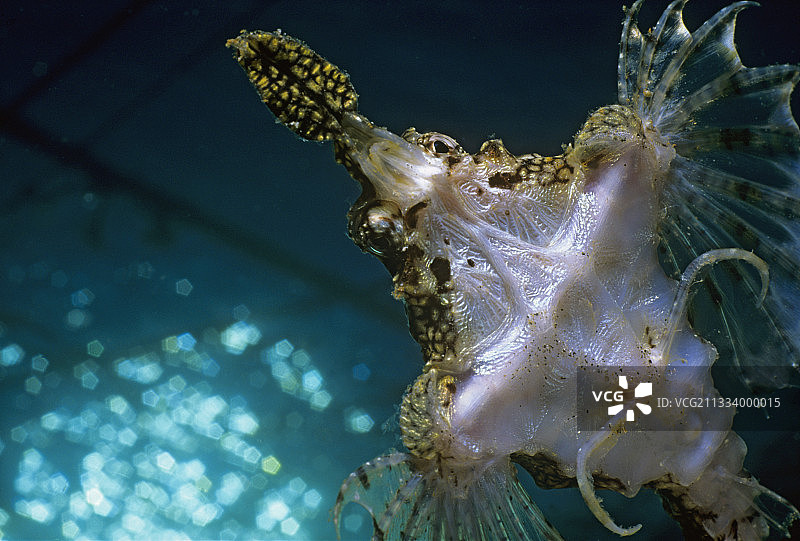 红海海蛾（以色列埃拉特）图片素材