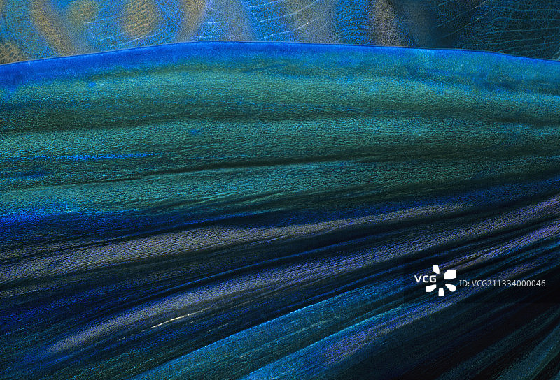 埃及红海的锈色鹦嘴鱼胸鳍图片素材