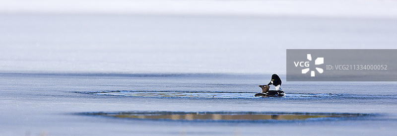 冰封湖面上的普通秋沙鸭，斯堪的纳维亚图片素材