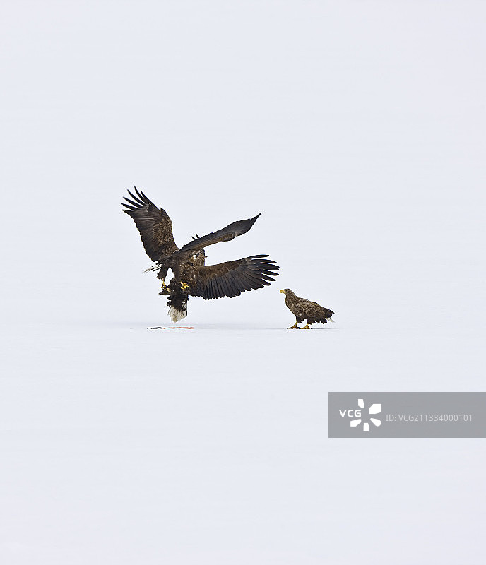 斯堪的纳维亚雪地上的白尾海雕搏斗图片素材