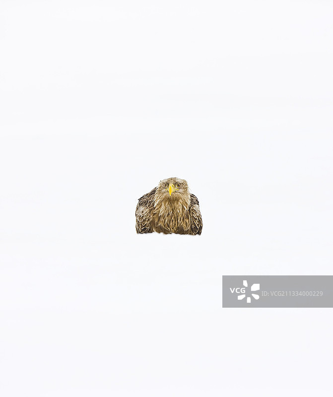 斯堪的纳维亚雪地上的白尾海雕图片素材