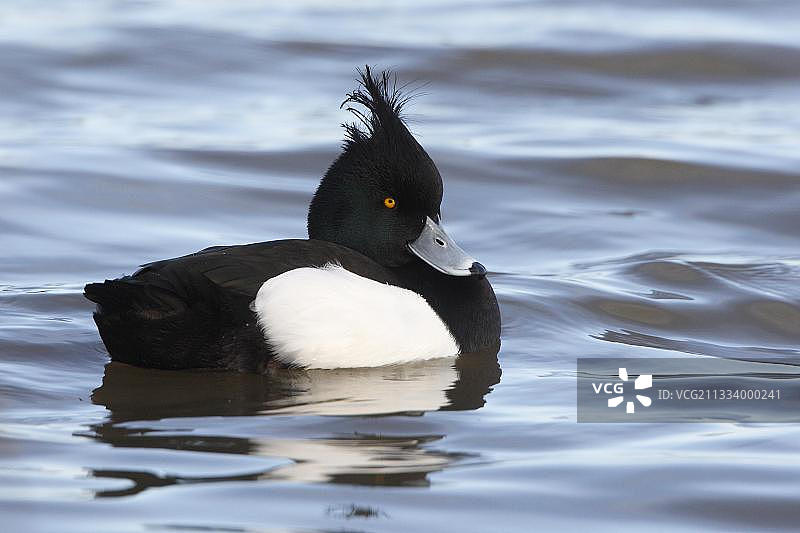 水面上的雄性凤头潜鸭图片素材