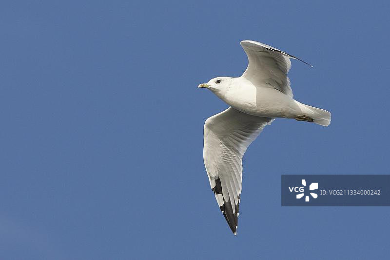 飞行中的普通海鸥GB图片素材