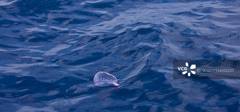 漂浮在亚速尔群岛海面的僧帽水母图片素材