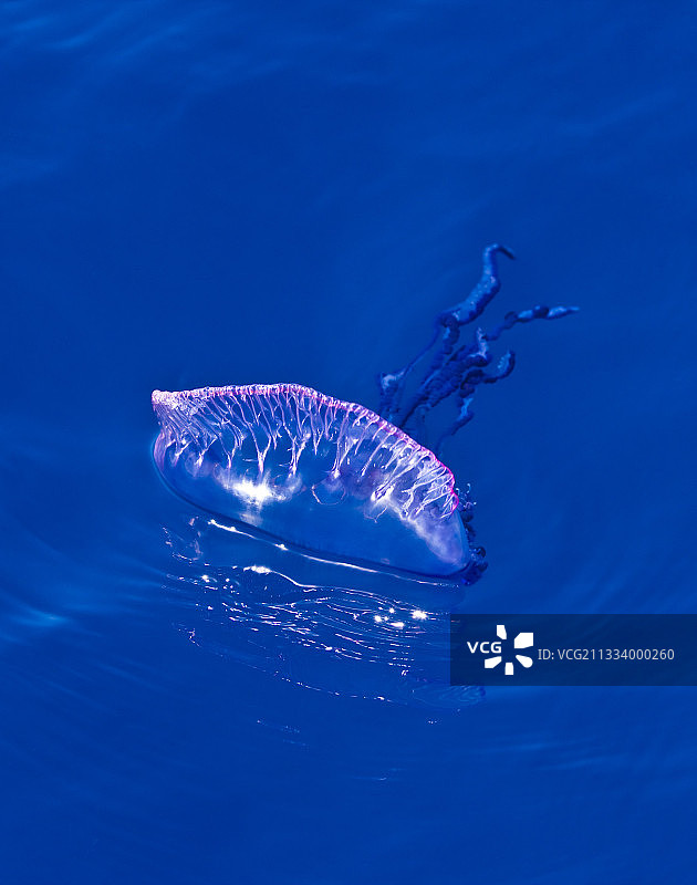 漂浮在亚速尔群岛海面的僧帽水母图片素材