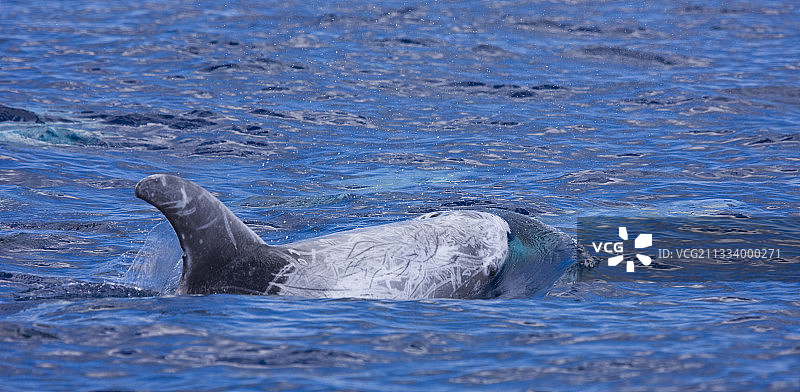 瑞氏海豚在亚速尔群岛海面游泳图片素材