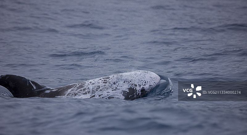 瑞氏海豚在亚速尔群岛海面游泳图片素材