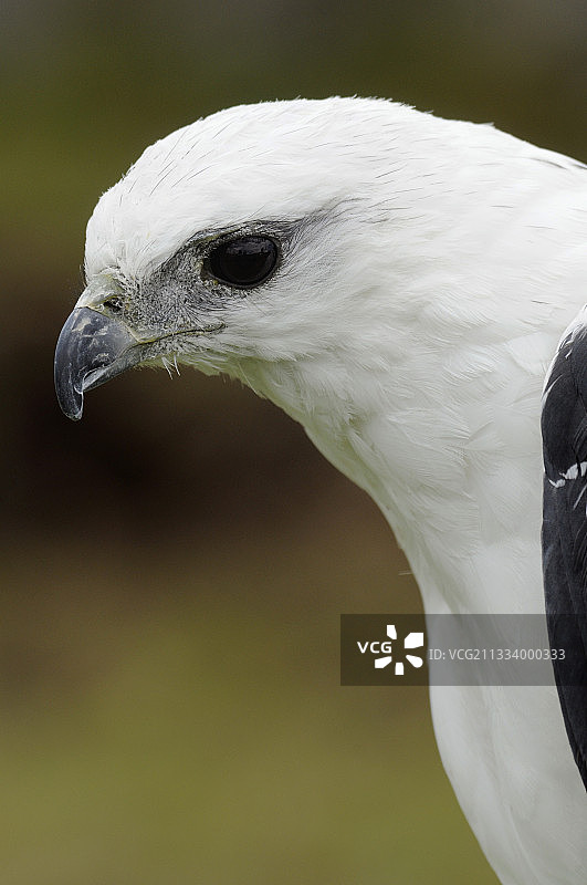 白鹰秃鹰公园，厄瓜多尔奥塔瓦洛肖像图片素材
