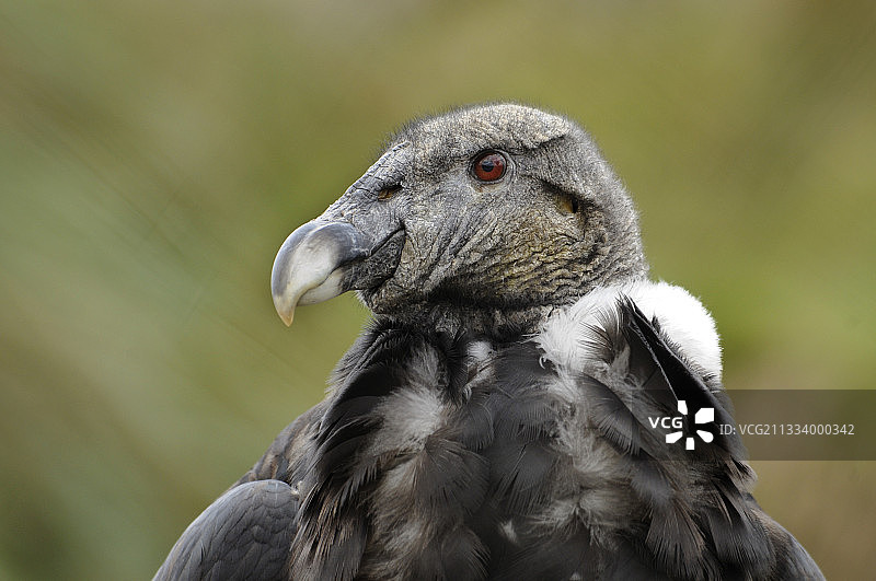 厄瓜多尔奥塔瓦洛秃鹰公园安第斯秃鹰肖像图片素材
