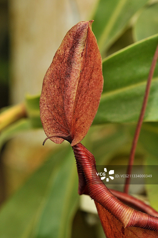 厄瓜多尔明多猪笼草罐图片素材